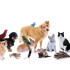Animals & Pets